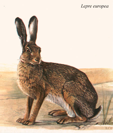 Lepre - Hare