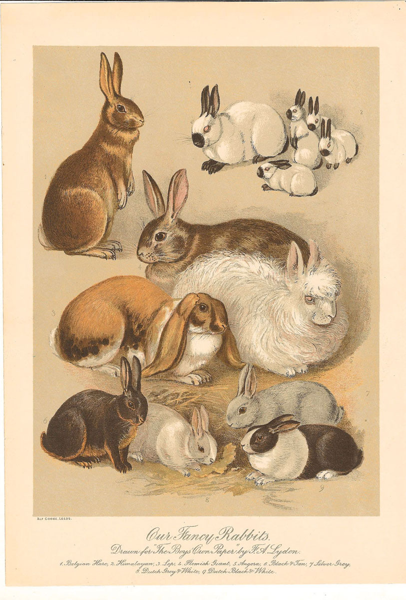 Rabbits - conigli - kanin